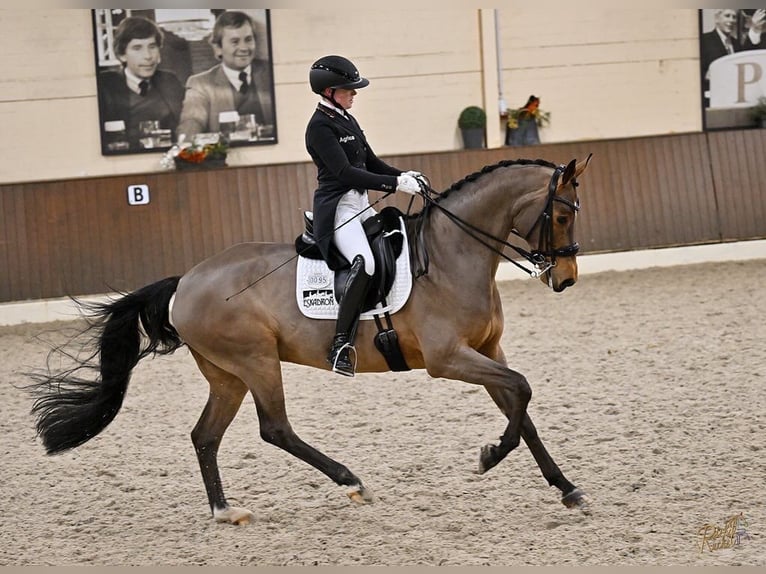 Oldenburgo Caballo castrado 11 años 172 cm Castaño in Borchen