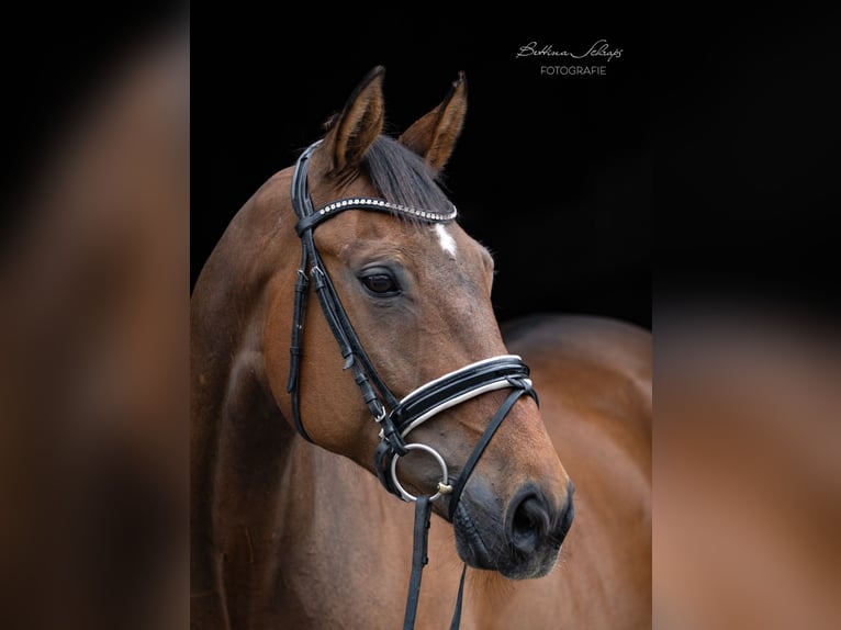Oldenburgo Caballo castrado 11 años 172 cm Castaño in Herbstein