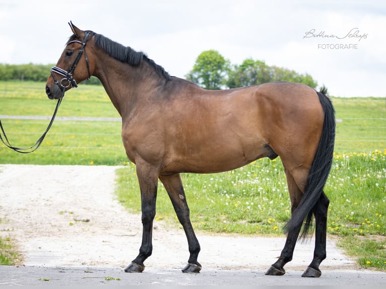 Oldenburgo Caballo castrado 11 años 172 cm Castaño in Herbstein