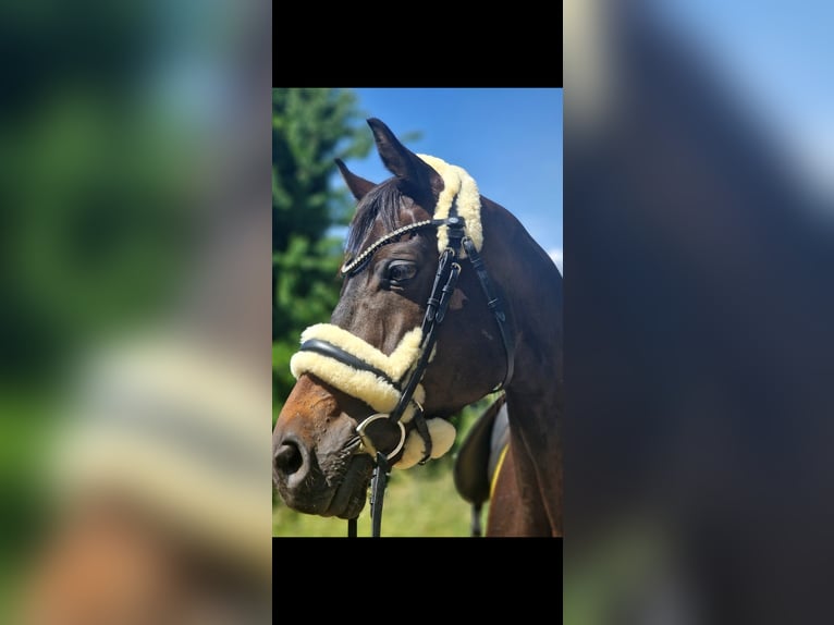 Oldenburgo Caballo castrado 11 años 172 cm Castaño oscuro in Waghäusel