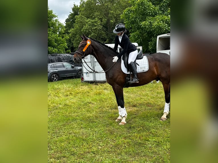 Oldenburgo Caballo castrado 11 años 173 cm Castaño oscuro in Neuwied