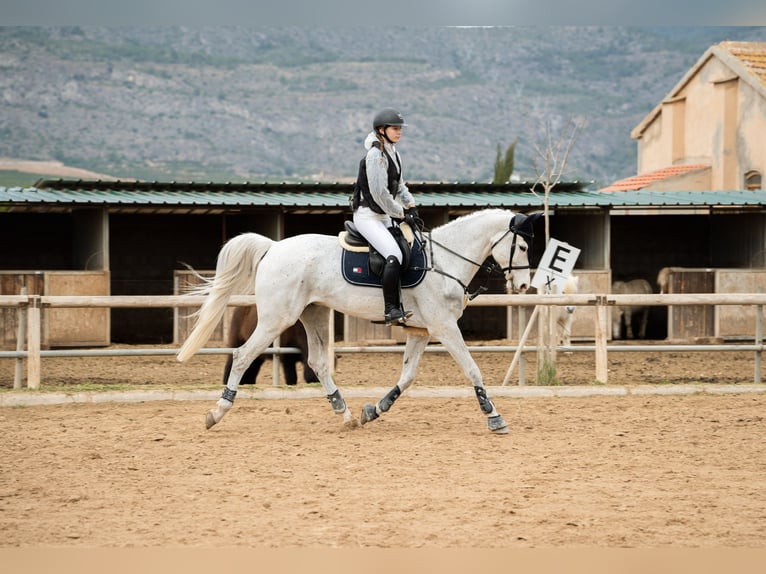 Oldenburgo Caballo castrado 11 años 173 cm Tordo in Castellon De La Plana/Castello De La Pla