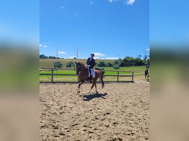 Oldenburgo Caballo castrado 11 años 174 cm Alazán in Herborn