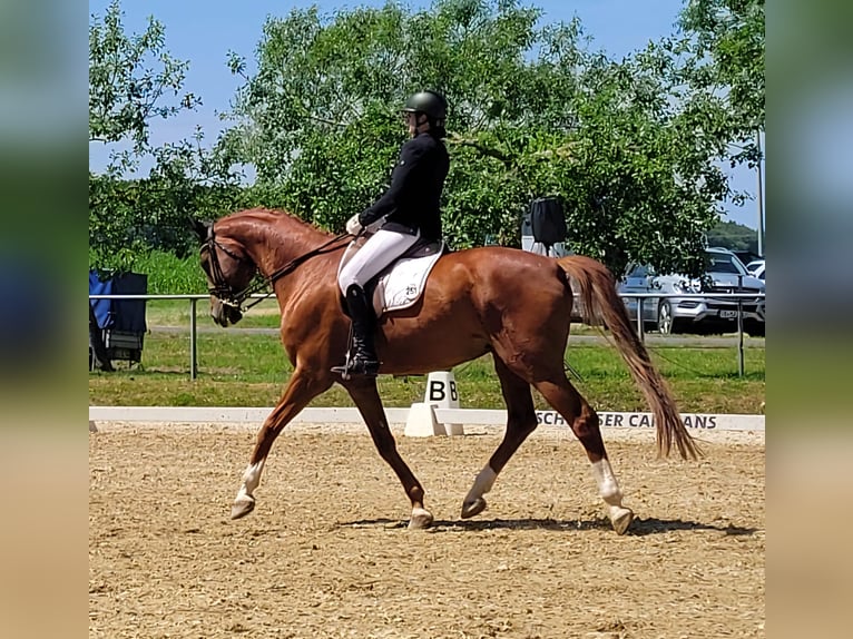 Oldenburgo Caballo castrado 11 años 174 cm Alazán in Herborn