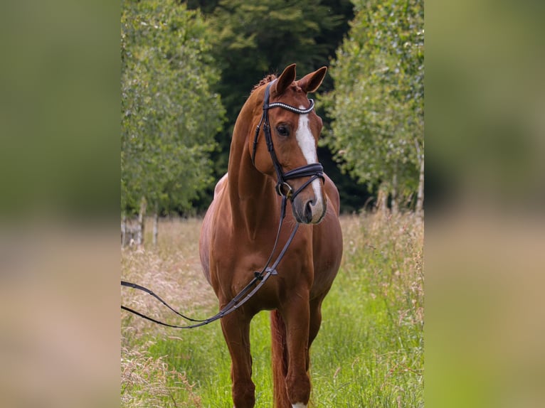 Oldenburgo Caballo castrado 11 años 174 cm Alazán in Bonefeld