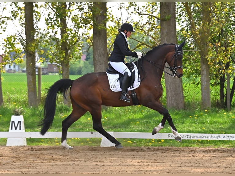 Oldenburgo Caballo castrado 11 años 175 cm Castaño oscuro in Grabowhöfe