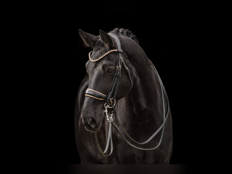 Oldenburgo Caballo castrado 11 años 175 cm Negro in Wehringen