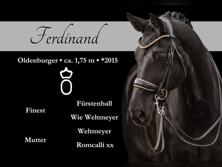 Oldenburgo Caballo castrado 11 años 175 cm Negro in Wehringen