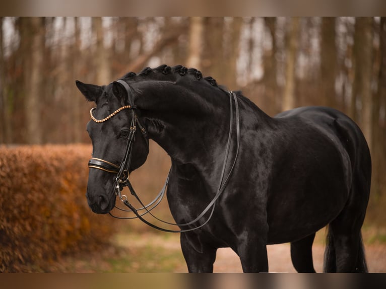 Oldenburgo Caballo castrado 11 años 175 cm Negro in Wehringen