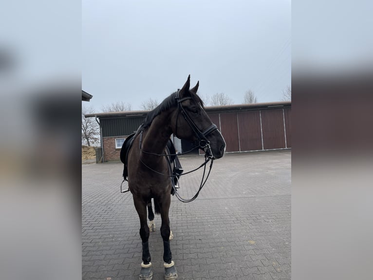 Oldenburgo Caballo castrado 11 años 175 cm Negro in Wedel