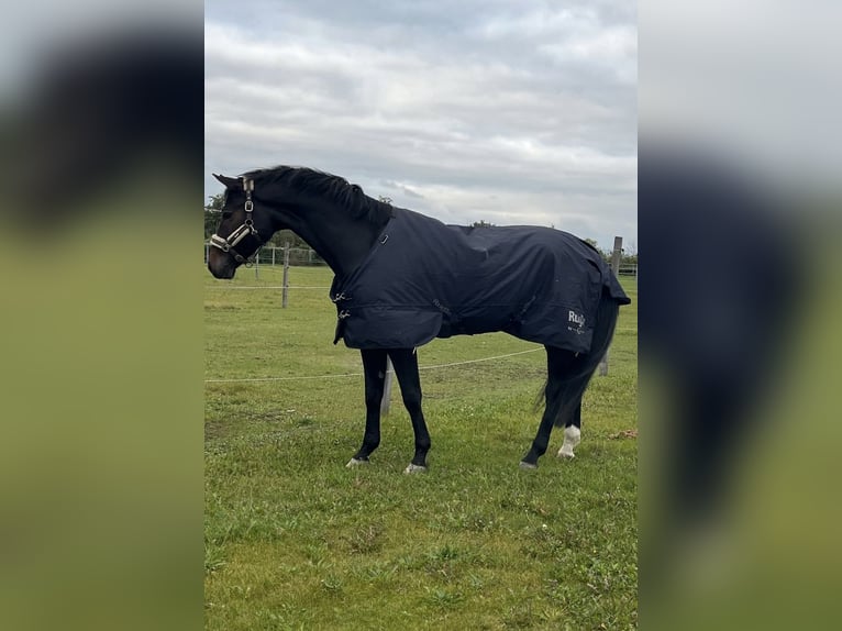 Oldenburgo Caballo castrado 11 años 176 cm Castaño oscuro in Oberwaltersdorf