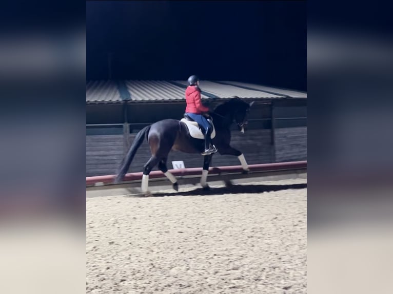 Oldenburgo Caballo castrado 11 años 176 cm Castaño oscuro in Oberwaltersdorf