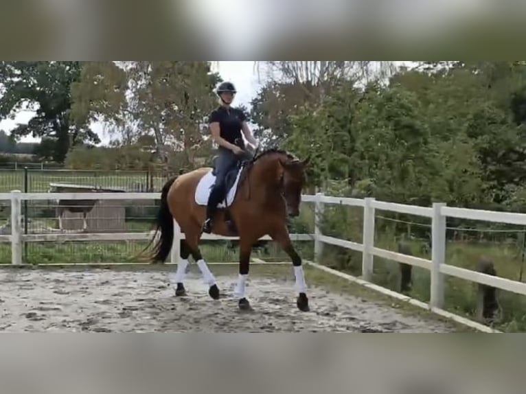 Oldenburgo Caballo castrado 11 años 178 cm Castaño in Klein Nienhagen