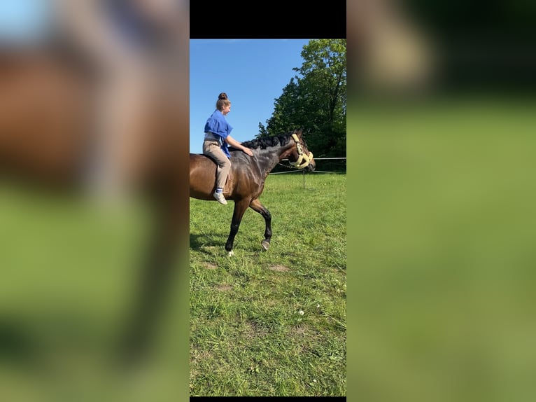 Oldenburgo Caballo castrado 11 años 178 cm Castaño oscuro in Dätgen