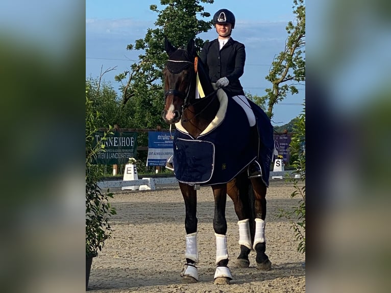 Oldenburgo Caballo castrado 11 años 178 cm Castaño oscuro in Dätgen