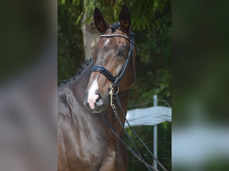 Oldenburgo Caballo castrado 11 años 178 cm Castaño oscuro in Dätgen