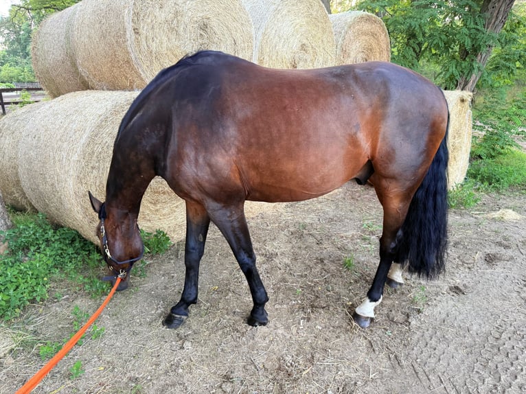 Oldenburgo Caballo castrado 11 años 183 cm Castaño in Beelitz