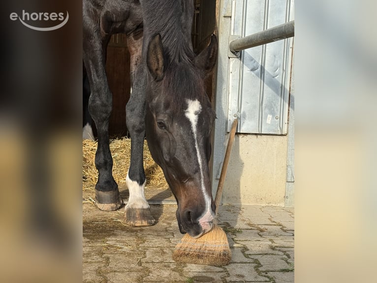Oldenburgo Caballo castrado 11 años 184 cm Castaño oscuro in Ohmden