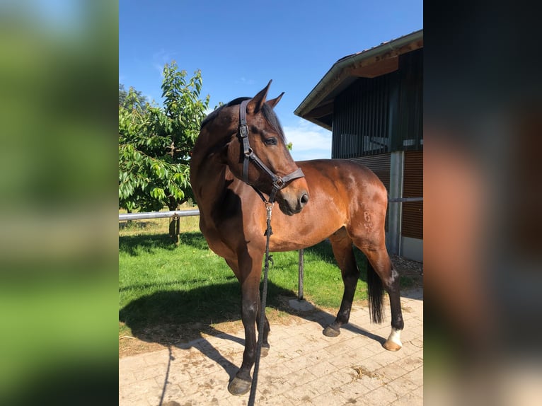 Oldenburgo Caballo castrado 11 años 185 cm Castaño in Ludwigsburg