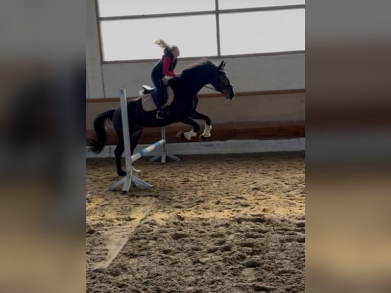 Oldenburgo Caballo castrado 12 años 160 cm Castaño in Langerringen