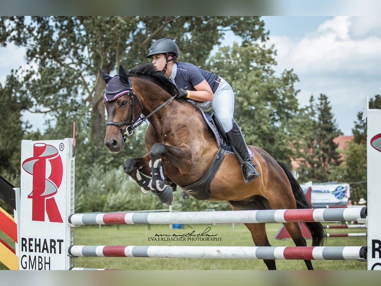 Oldenburgo Caballo castrado 12 años 163 cm Castaño oscuro in Leutershausen