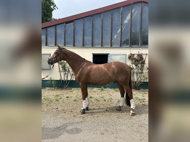 Oldenburgo Caballo castrado 12 años 164 cm Alazán-tostado in Bergholz-Rehbr&#xFC;cke