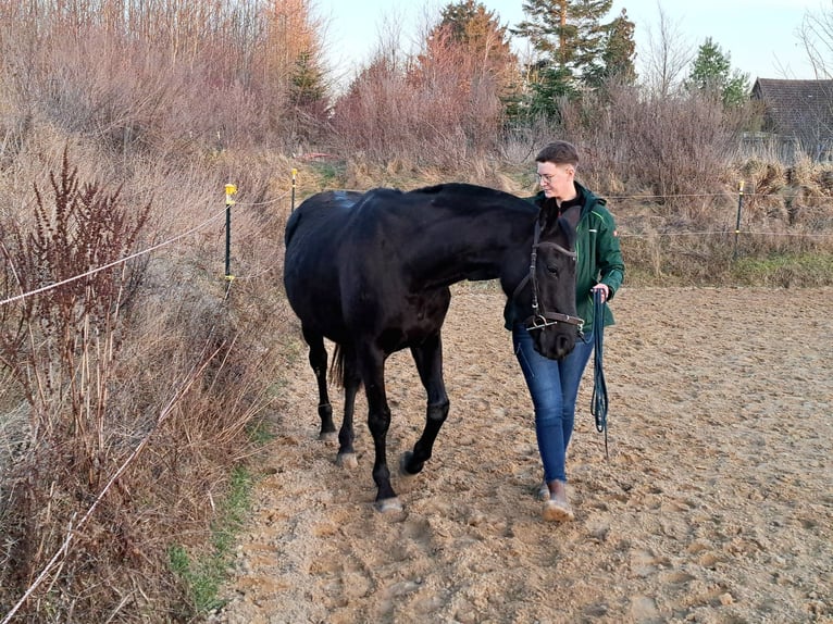 Oldenburgo Caballo castrado 12 años 165 cm Negro in Tessin