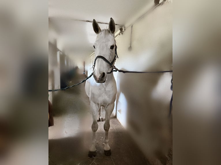 Oldenburgo Caballo castrado 12 años 165 cm Tordo in Freden (Leine)