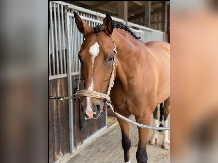 Oldenburgo Caballo castrado 12 años 168 cm in Gelsenkirchen