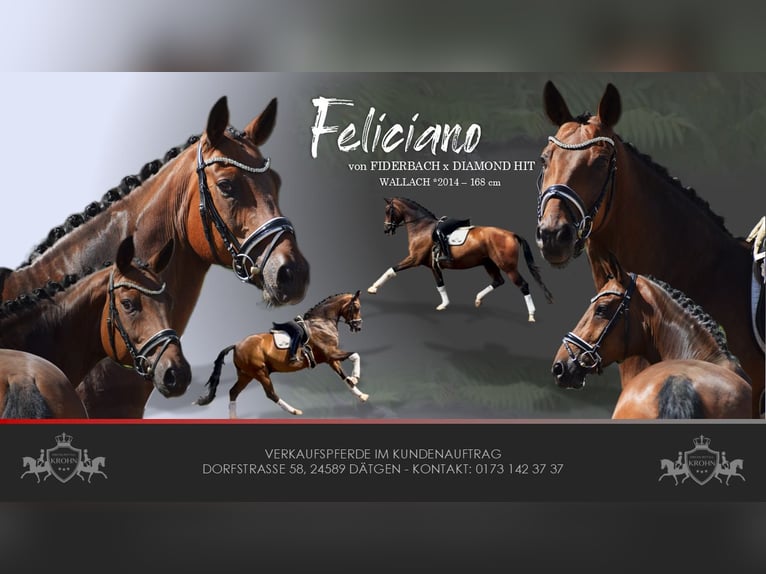Oldenburgo Caballo castrado 12 años 168 cm Castaño in Dätgen