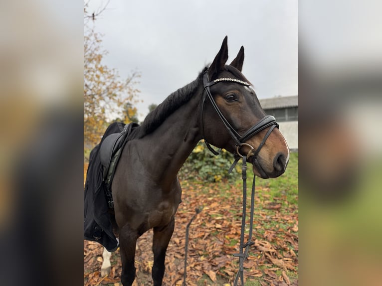 Oldenburgo Caballo castrado 12 años 168 cm Castaño oscuro in Wendorf