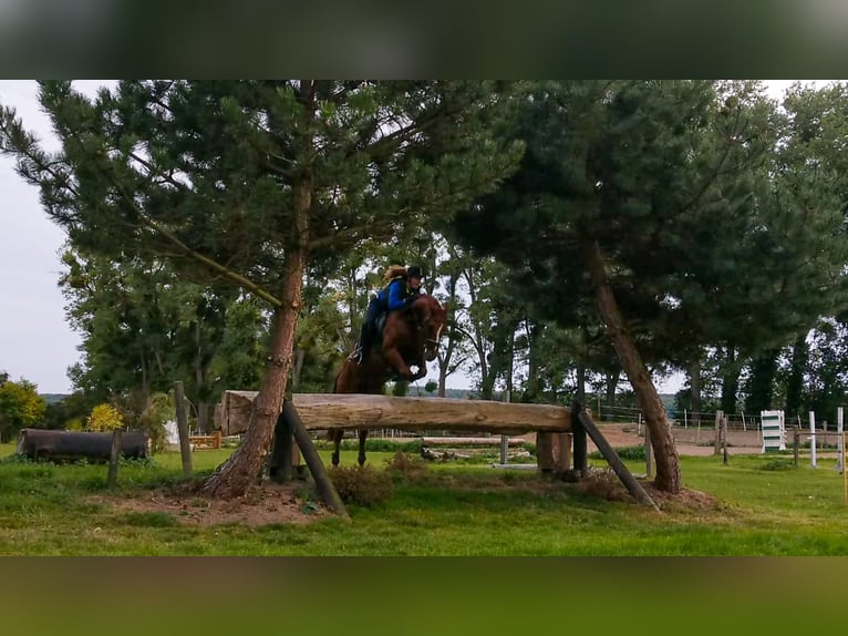 Oldenburgo Caballo castrado 12 años 170 cm Alazán in Liebenburg