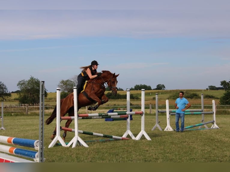 Oldenburgo Caballo castrado 12 años 170 cm Alazán in Liebenburg