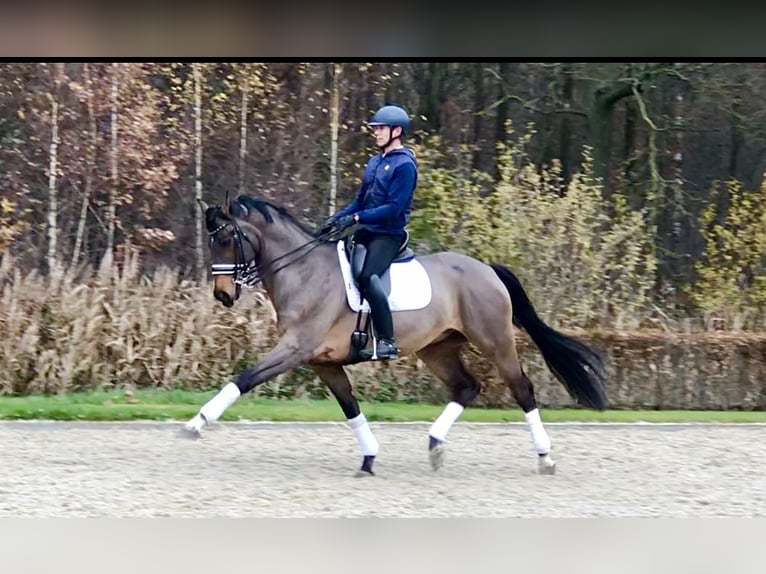Oldenburgo Caballo castrado 12 años 170 cm Castaño oscuro in Bree