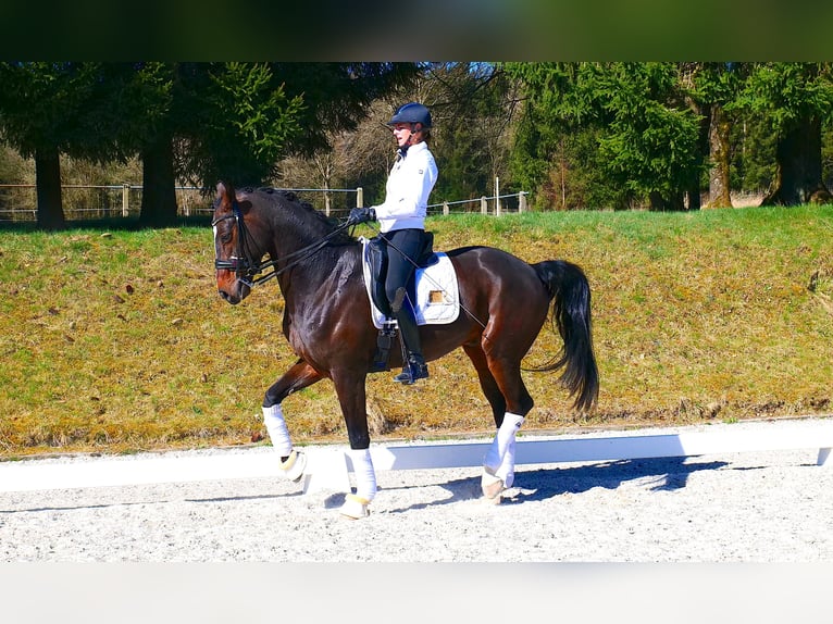 Oldenburgo Caballo castrado 12 años 170 cm Castaño oscuro in Freiensteinau