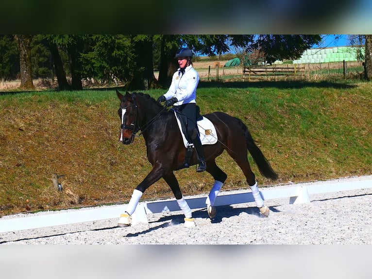 Oldenburgo Caballo castrado 12 años 170 cm Castaño oscuro in Freiensteinau