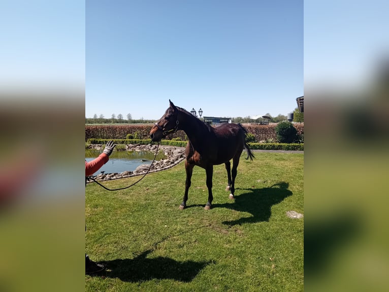 Oldenburgo Caballo castrado 12 años 170 cm Castaño oscuro in Friesoythe