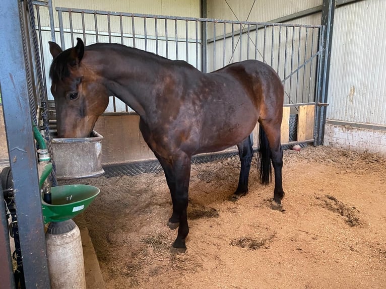 Oldenburgo Caballo castrado 12 años 170 cm Castaño oscuro in Lindern (Oldenburg)