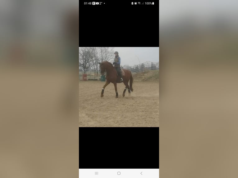 Oldenburgo Caballo castrado 12 años 171 cm Alazán in Kotzen