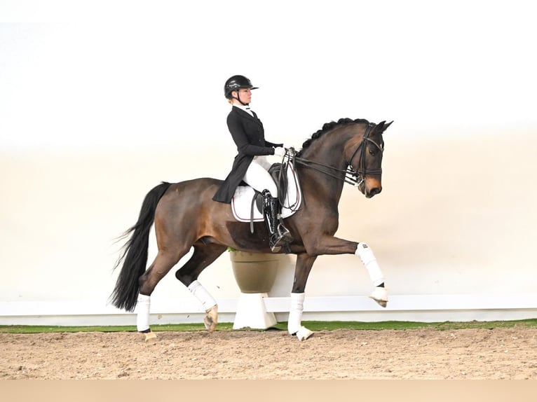 Oldenburgo Caballo castrado 12 años 171 cm Castaño in Lüdinghausen