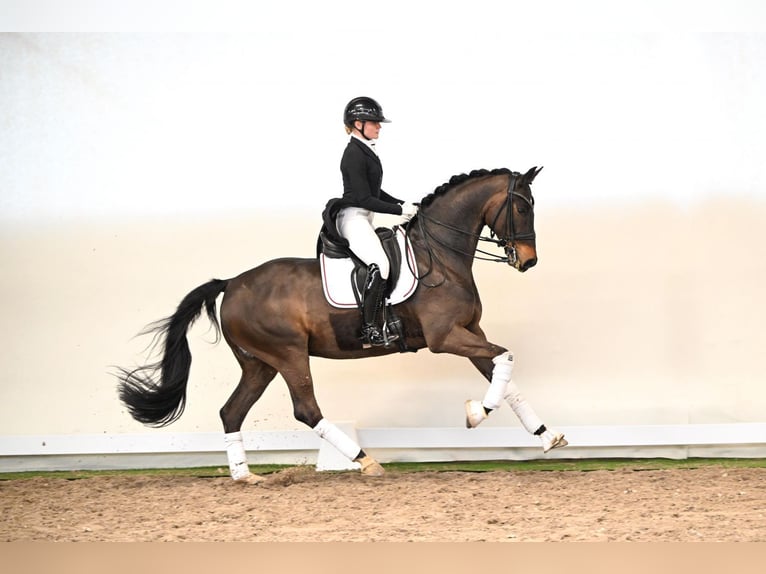 Oldenburgo Caballo castrado 12 años 171 cm Castaño in Saerbeck