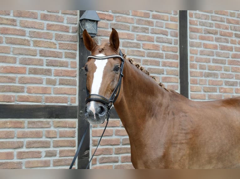 Oldenburgo Caballo castrado 12 años 172 cm Alazán in Heidesheim am Rhein