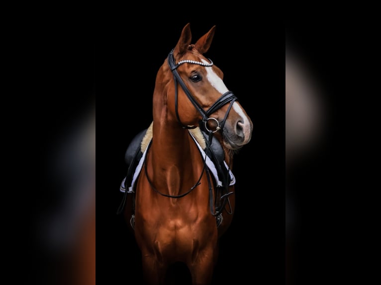 Oldenburgo Caballo castrado 12 años 174 cm Alazán in Bonefeld