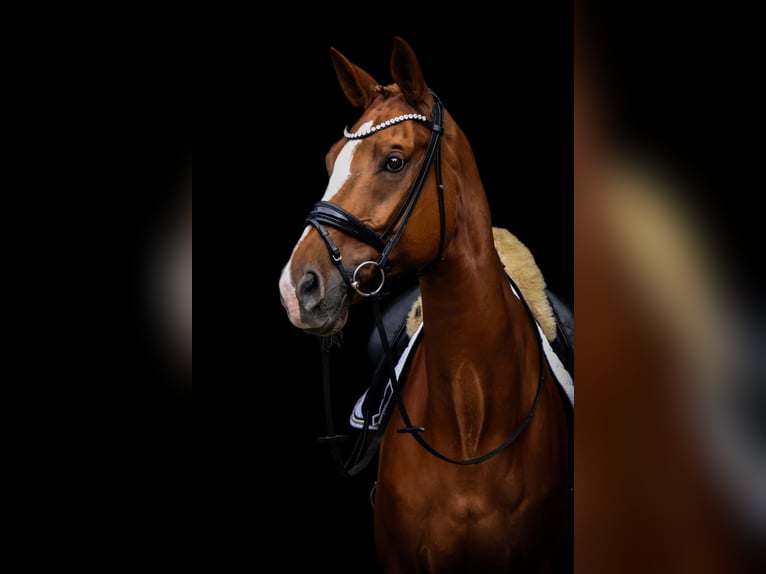 Oldenburgo Caballo castrado 12 años 174 cm Alazán in Bonefeld