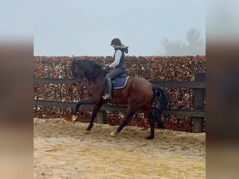 Oldenburgo Caballo castrado 12 años 175 cm Castaño in Daleiden