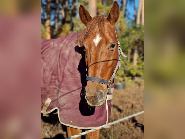 Oldenburgo Caballo castrado 12 años 178 cm Alazán in Hilpoltstein