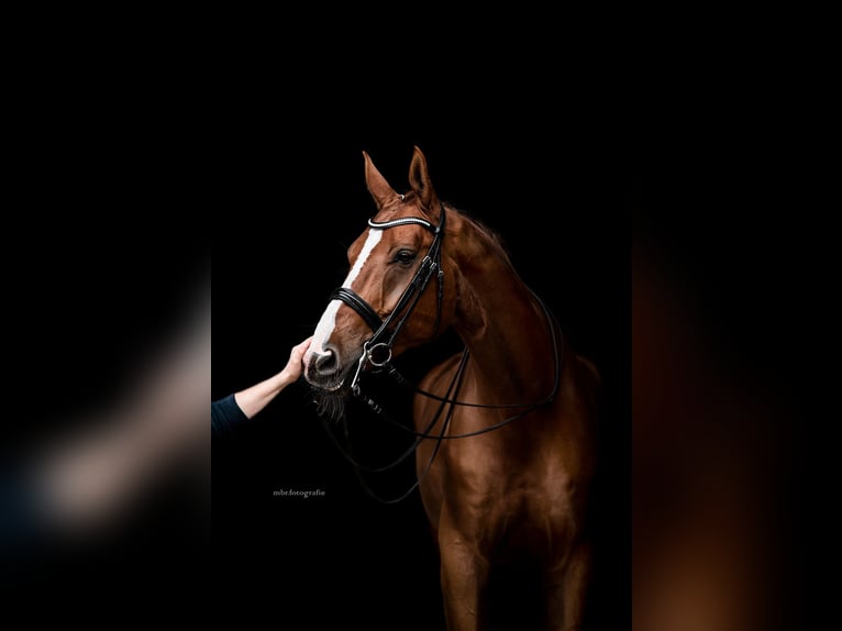 Oldenburgo Caballo castrado 12 años 178 cm Alazán-tostado in Altdorf