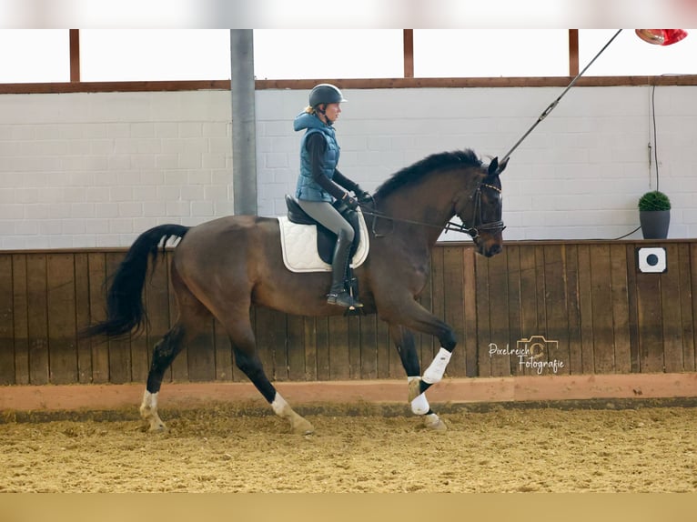 Oldenburgo Caballo castrado 12 años 178 cm Castaño in Velbert