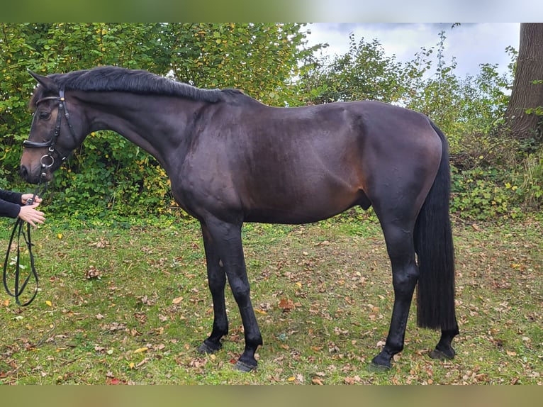 Oldenburgo Caballo castrado 12 años 180 cm Castaño oscuro in Bad Schwartau