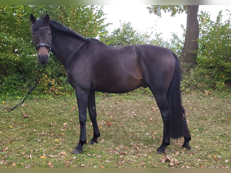 Oldenburgo Caballo castrado 12 años 180 cm Castaño oscuro in Bad Schwartau